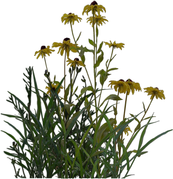 Pond Png (1024x639), Png Download