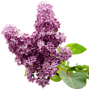 Clove Bud - Discworld 25 May (476x476), Png Download