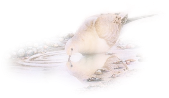 Pigeons - Sanderling (574x333), Png Download