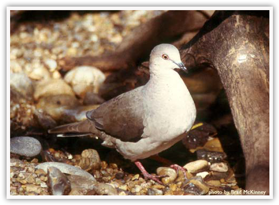 White-tipped Dove - European Herring Gull (578x448), Png Download