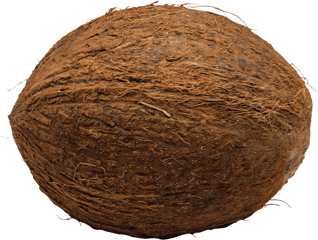 Date - Coconut On Transparent Background (1024x780), Png Download