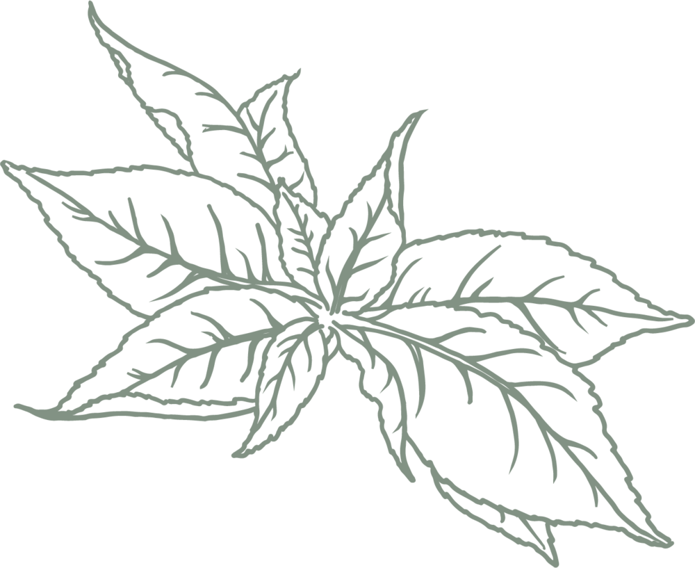 Green Tea L - Portland (1000x817), Png Download