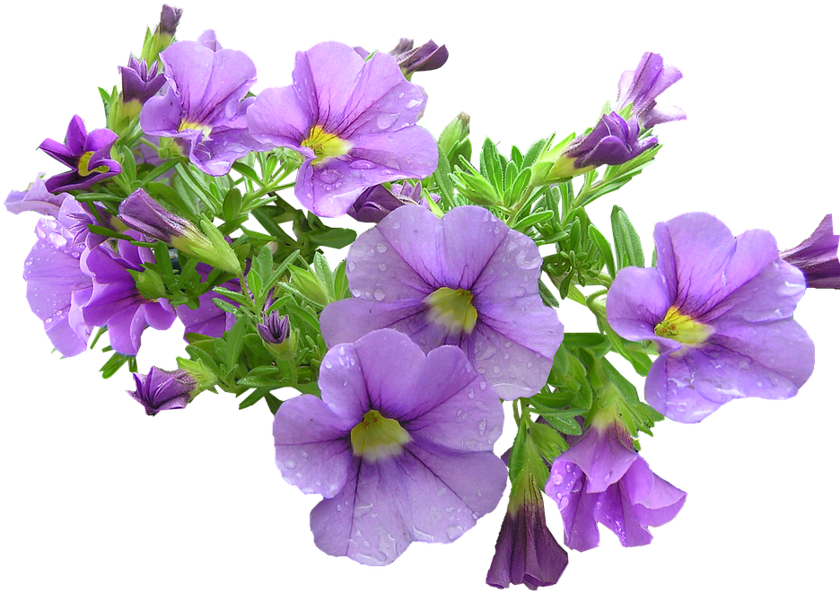 Purple Flowers Download Transparent Png Image - Purple Flowers Transparent Png (960x708), Png Download