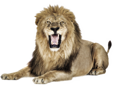Lion Png - Lion Open Mouth Png (400x302), Png Download