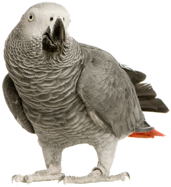 Clip Free Download Greys Free Online Puzzle Games On - African Grey Parrot Transparent (500x500), Png Download
