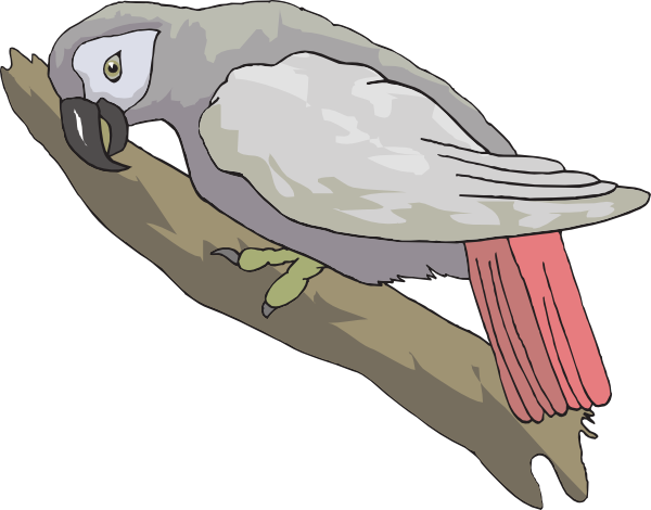 How To Set Use African Grey Parrot Clipart (600x470), Png Download
