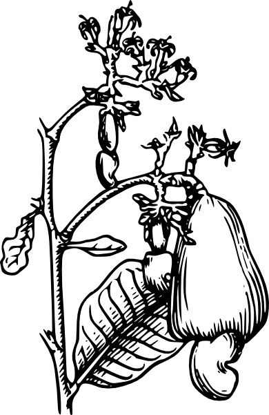 Cashew Clip Art - Cashew Tree Clipart (390x601), Png Download