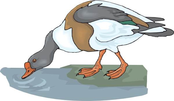 Bird - Birds Drinking Water Cartoon (600x349), Png Download