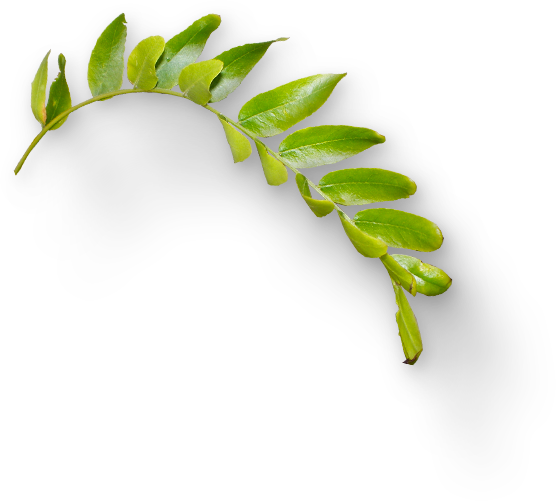 7 2 Leaves Png Hd - Grass (556x501), Png Download