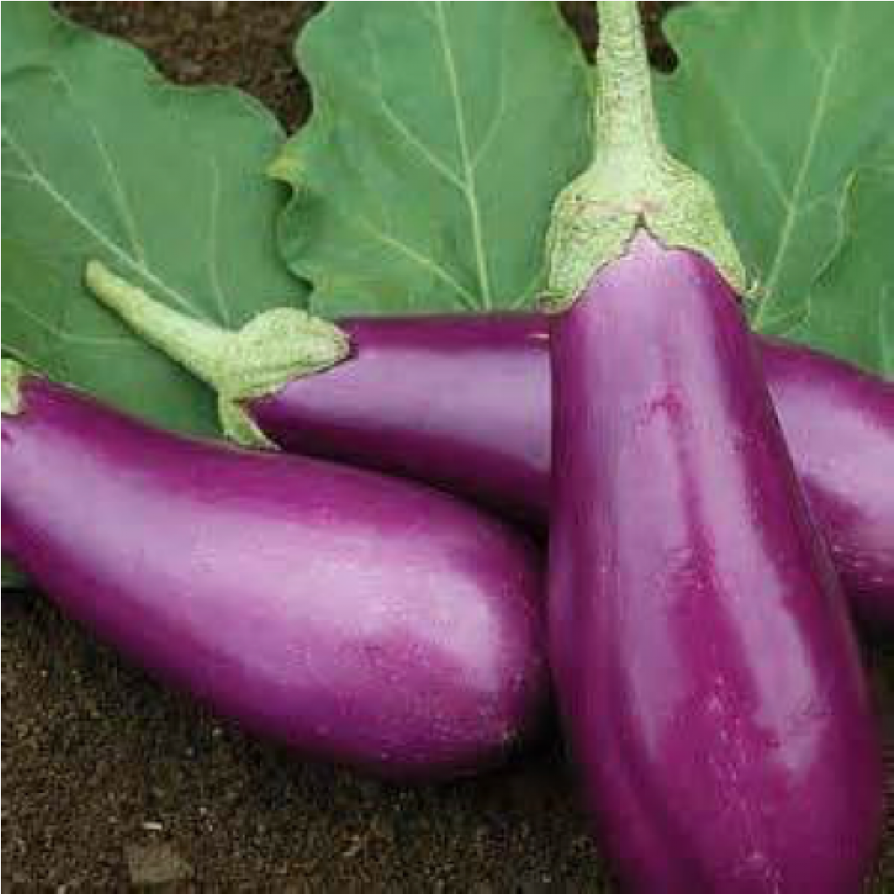 More Views - Brinjal - Brinjal Vegetable (1000x1231), Png Download