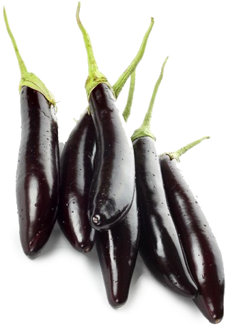 Brinjal - Purple Long - Gourmet Long Oriental Eggplants - 4 Plants - Asian, (500x500), Png Download