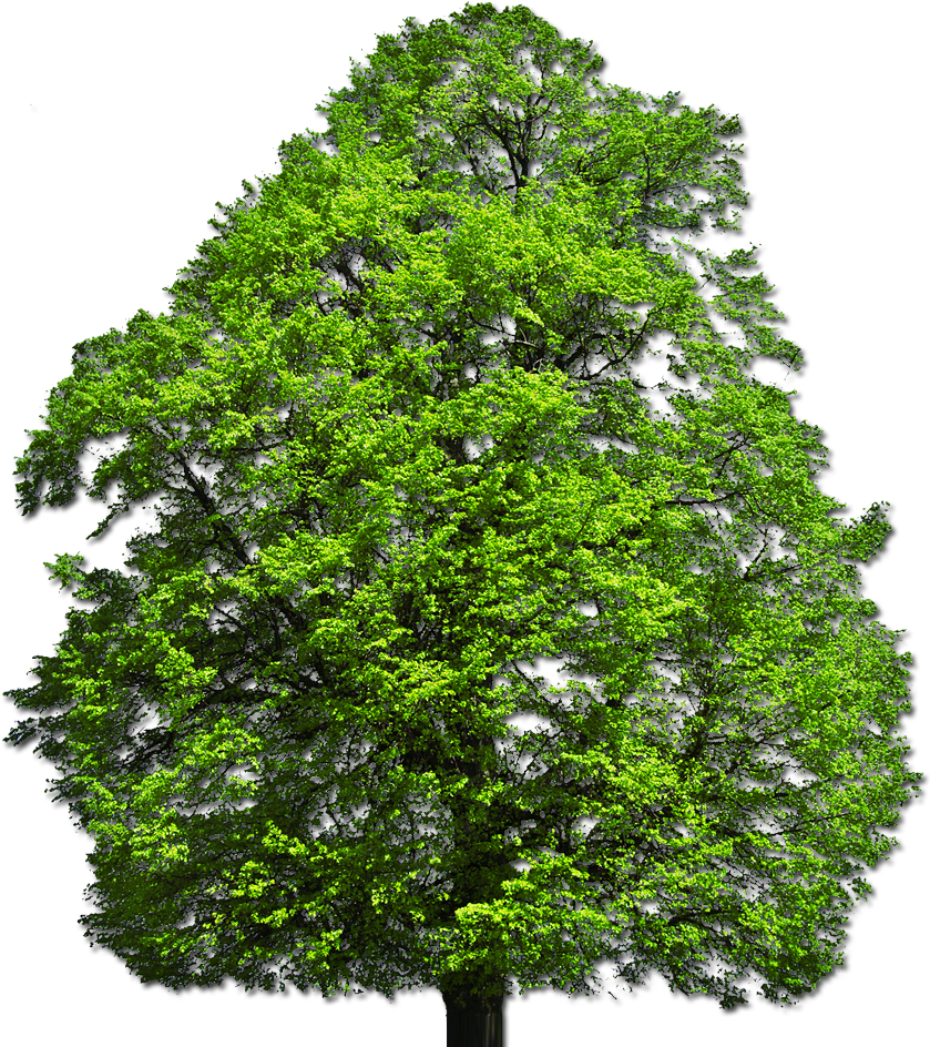 Png Vector Top - Top Tree Png Free (846x945), Png Download