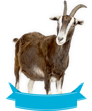 Toggengurg - Zippo Lighter: Goat - Street Chrome (338x389), Png Download
