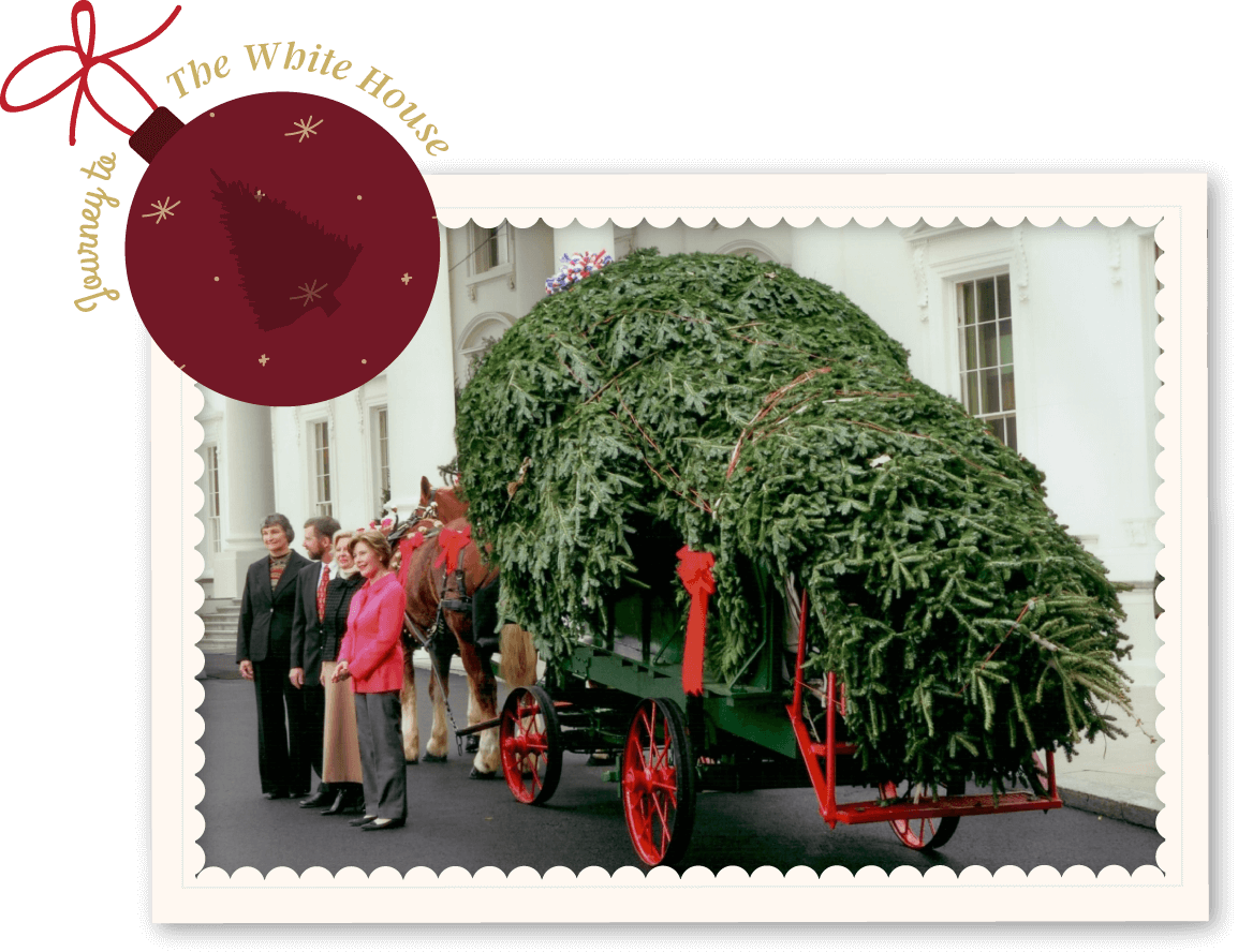 Journeytothewhitehouse - Fraser Fir Christmas Trees (1154x888), Png Download