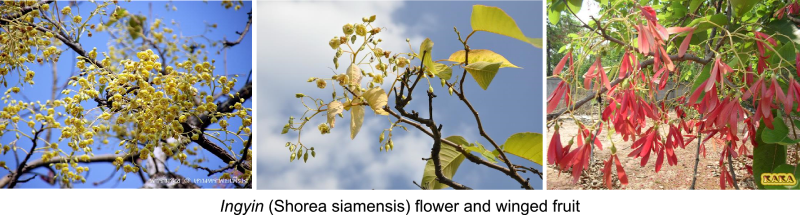 One Difference Between Sri Lanka And Myanmar Is That - Photo Caption (1600x431), Png Download