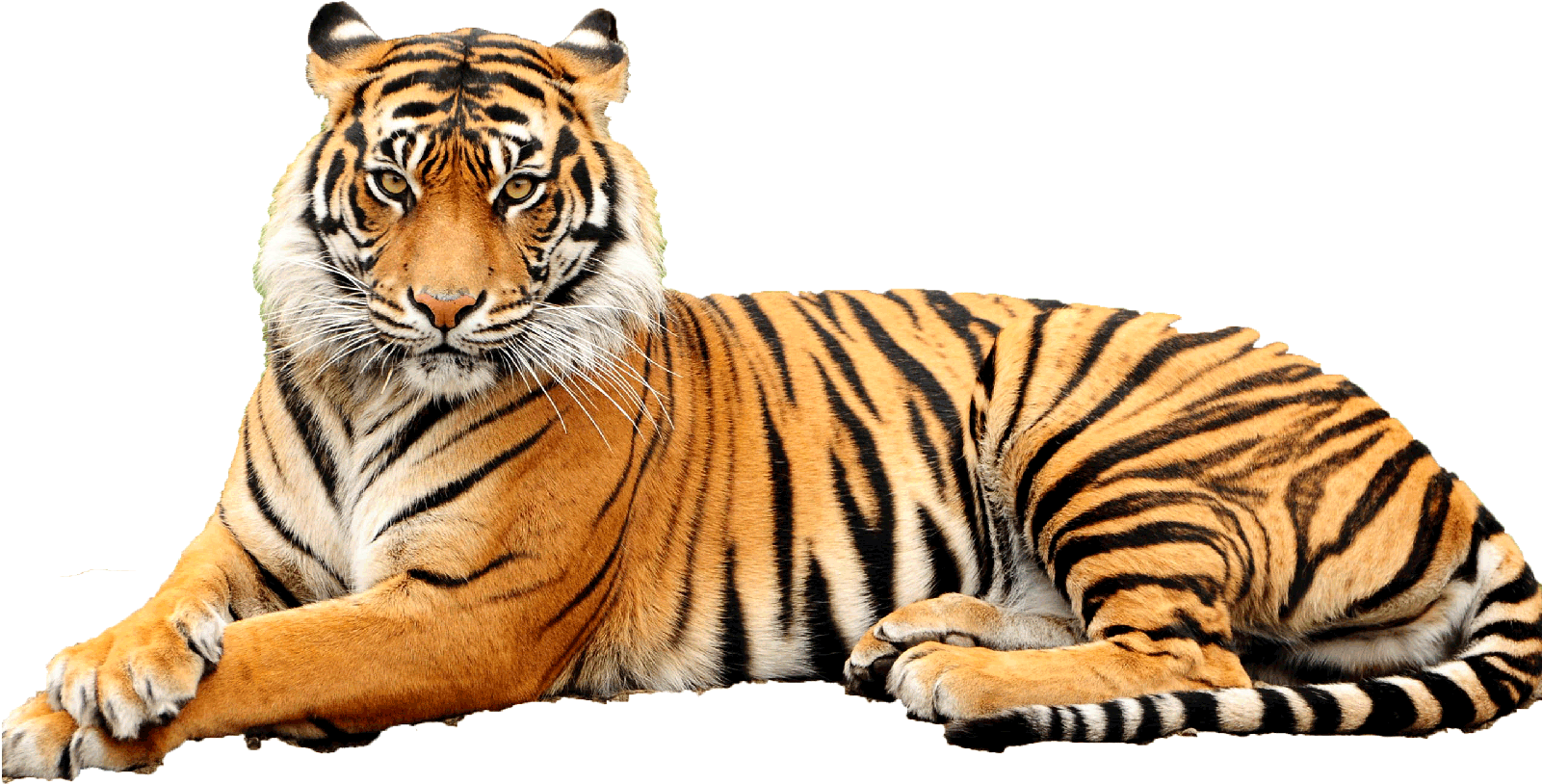 Bengal Tiger Transparent Background - Point Defiance Zoo & Aquarium (1600x1200), Png Download