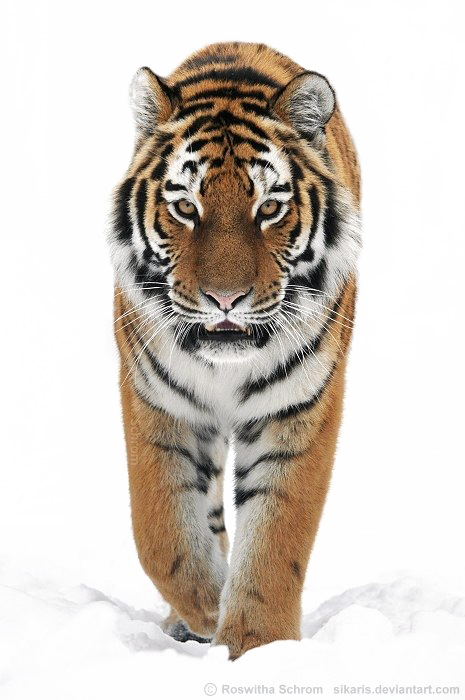 Siberian Tiger Png Transparent Image - Tiger Png (465x700), Png Download