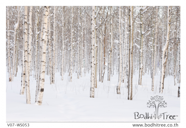 Snow Tress Scenery Wallpaper Or Fabric & Blinds - Winter (600x800), Png Download