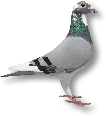 Home Logo Pigeon - Racing Pigeon (362x396), Png Download