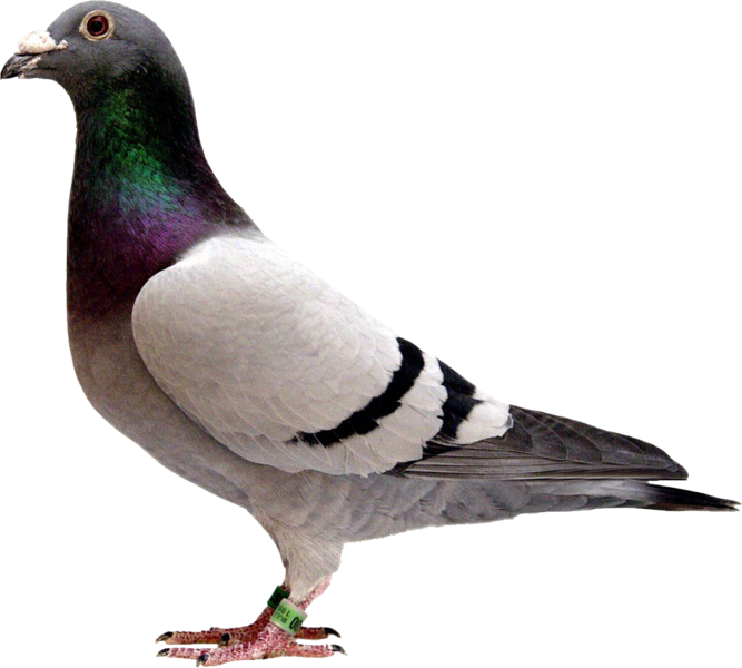 Pigeon - Pigeon With Transparent Background (667x600), Png Download