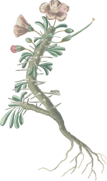 9am 9pm Sat - Geranium Spinosum, Met Wortels, Een Torretje En Een (416x705), Png Download