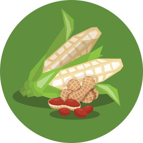 Aflasafe Cuts Aflatoxin In Maize And Groundnut By 80% - Illustration (500x500), Png Download