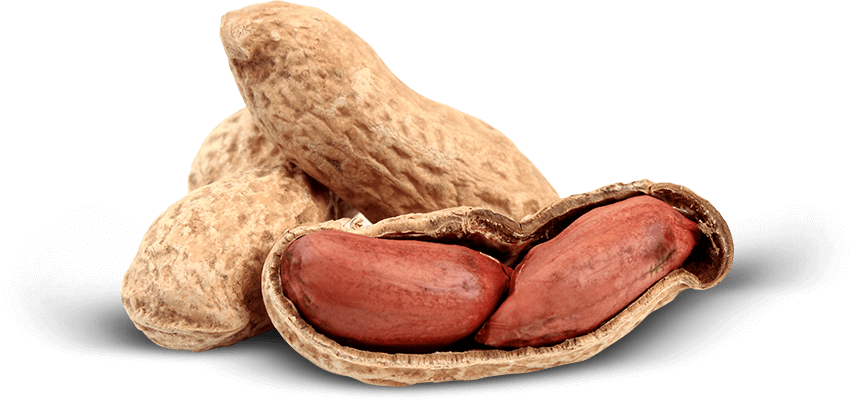 We Value Our Close Ties With Our Buyers And Importers - Peanut (852x400), Png Download