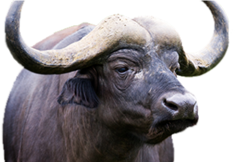 Buffalo Breeding - Hoax (480x320), Png Download