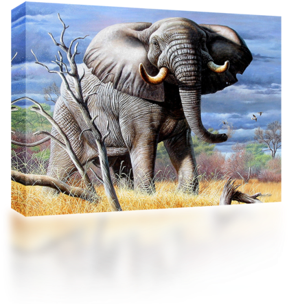 African Grey Elephant - African Collage (500x500), Png Download