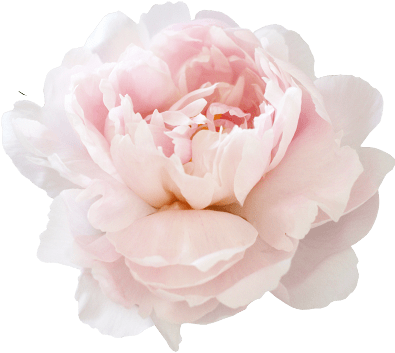 God Watches The Heart - White Peony Png (400x380), Png Download