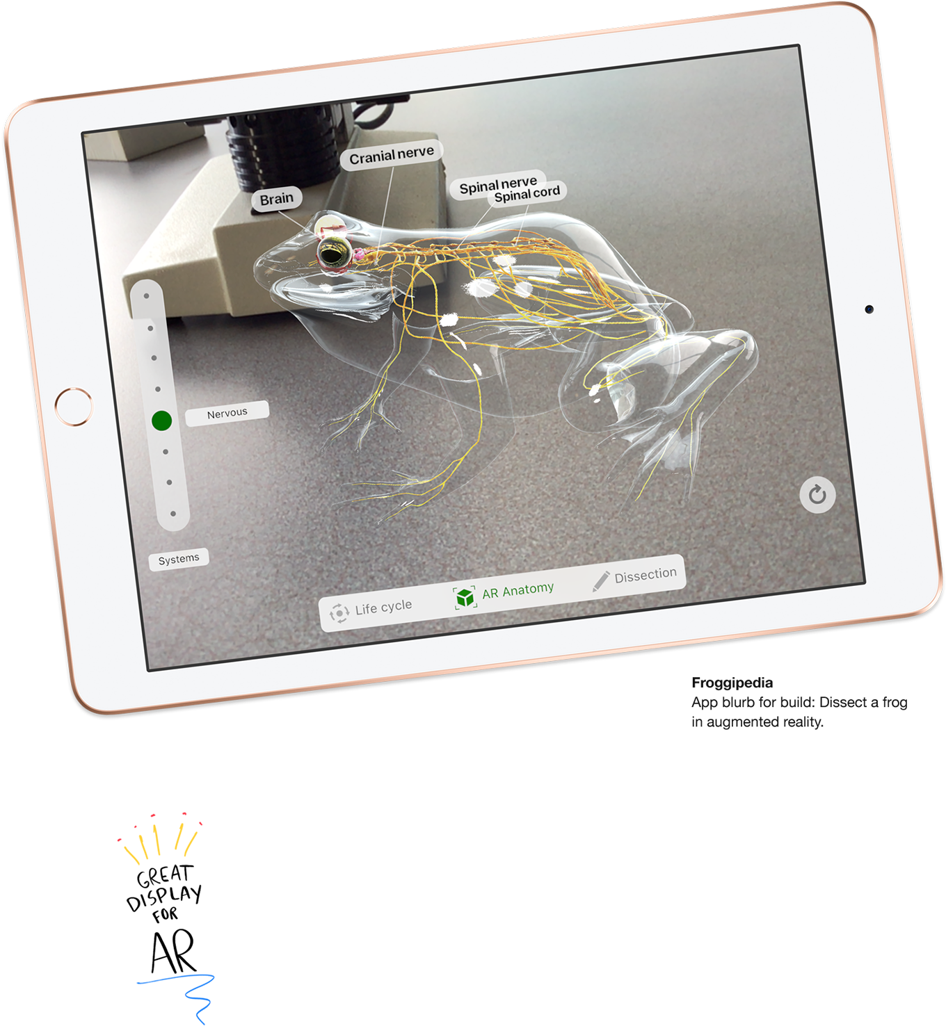 Froggipedia App Blurb For Build - 解剖 青蛙 App (1440x1476), Png Download
