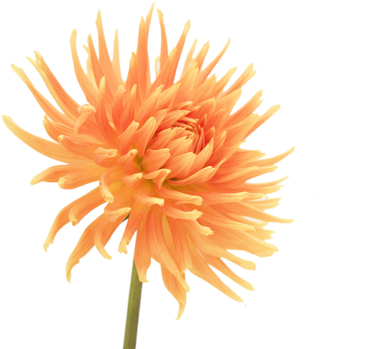 Gerbera Daisies Flowers Png - Картина Оранжевый Цветок (1600x1200), Png Download