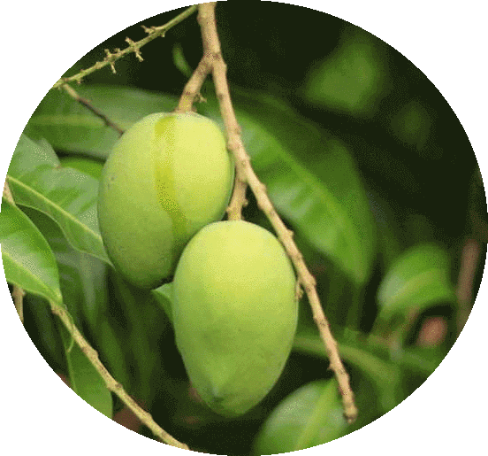 About Mangoes - Salem Mango Tree (552x515), Png Download