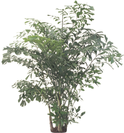 Fishtail Palm (415x450), Png Download