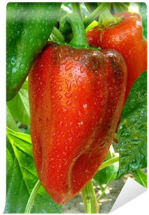 Sweet Red Pepper Growing On A Plant Wall Mural • Pixers® - Peperoncino (400x400), Png Download