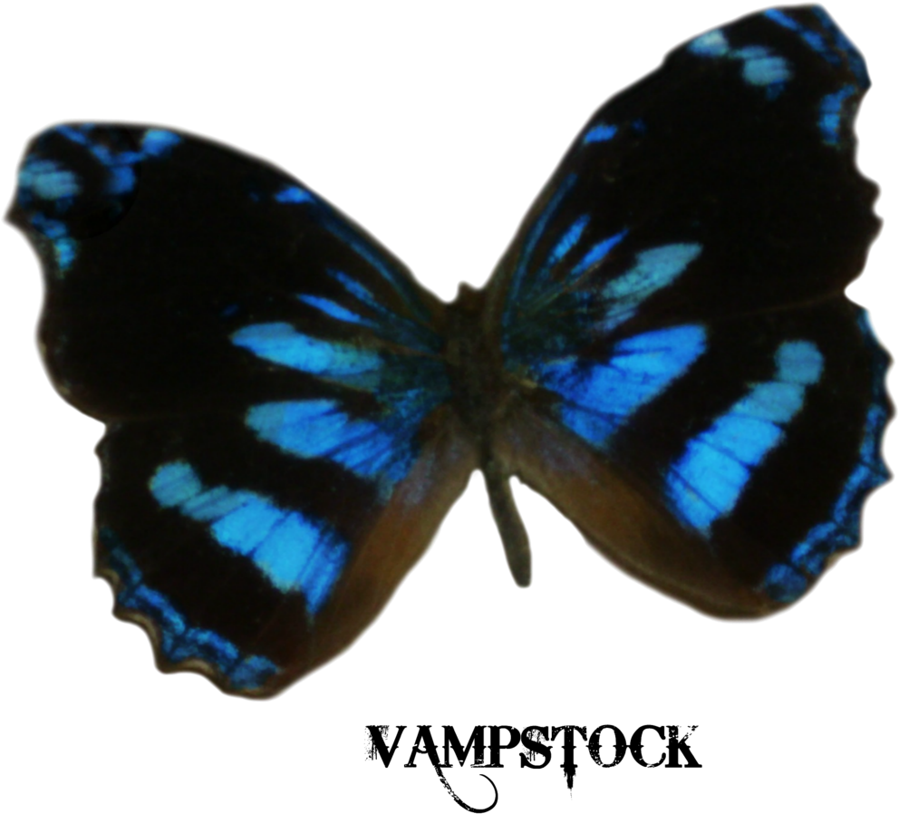 Dark Blue Butterfly Png (1024x1024), Png Download