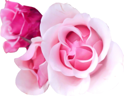 Deluxe Flower Bouquet Background Psd Detail Pink Rose - Light Pink Roses Hd (400x309), Png Download