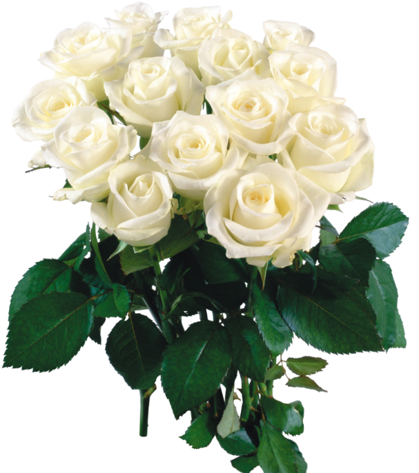 2444 X - Beautiful Flowers Roses White (611x700), Png Download