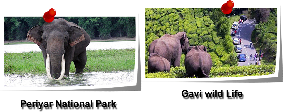 Kerala - Thekkedy - Tirupati (1000x500), Png Download