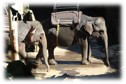Image003 - Indian Elephant (431x287), Png Download