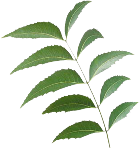 Neem Leaf - Neem Tree Leaf Png (500x500), Png Download