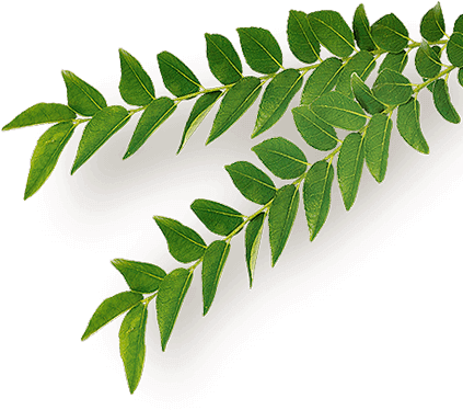 Neem - Organic Png (500x500), Png Download