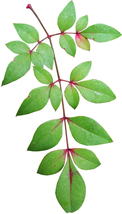 Collection Of Free Bamboo Drawing Leaf Download On - Garden Leaves Png (414x720), Png Download