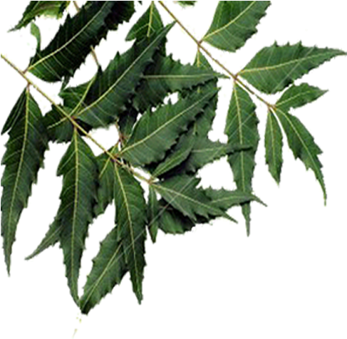 Óleo De Neem - Neem (576x494), Png Download