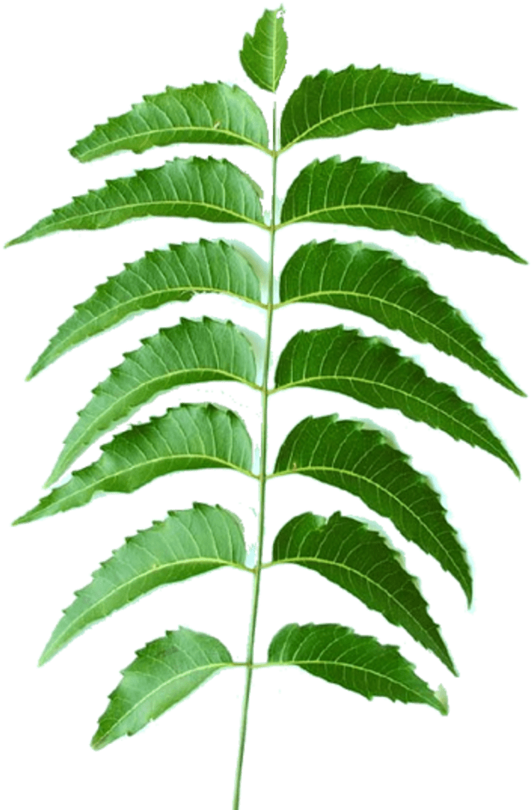 Tips & Advice For Home Remedies For Fatty Liver From - D-aloe Aloe Vera Neem Face Wash 100ml Face Wash (400x566), Png Download
