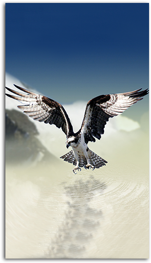 White Tailed Eagle Mobile Wallpaper Big - Phone Background Hd Eagle (485x550), Png Download