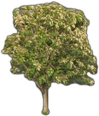 Neem Tree - Teak Meaning In Hindi (500x400), Png Download