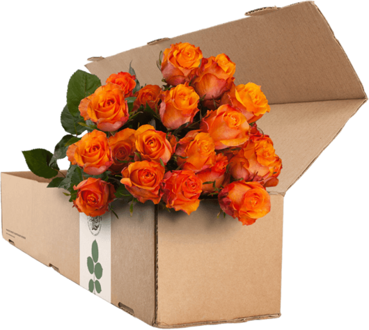 24 Orange Roses - Rose (530x474), Png Download