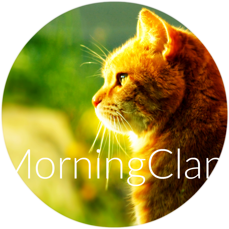 Cat Morning Sun Hd Walselpaper - Orange Tabby Cat Profile Image Iphone 4 (1000x978), Png Download