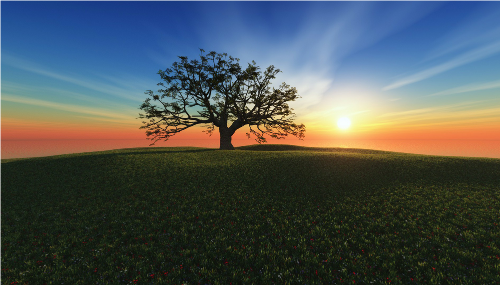 Bloomsbury Market 'young Birthing Tree' Print On Wrapped (1000x1000), Png Download